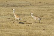 Sandhill Couple. Photo by Dave Bell.