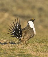 Strutting Sage Chicken. Photo by Dave Bell.