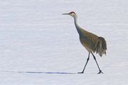 Snow Stroll. Photo by Dave Bell.