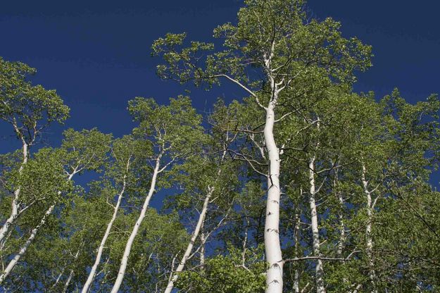 Aspen and Blue Sky. Photo by Dave Bell.