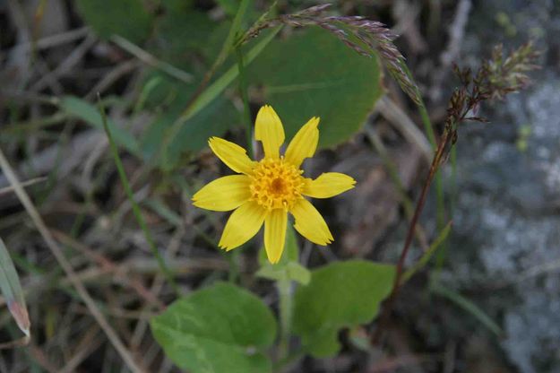 Beautiful Yellow Spring Flower. Photo by Dave Bell.