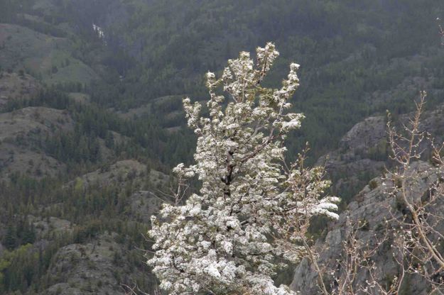 White Pine!. Photo by Dave Bell.