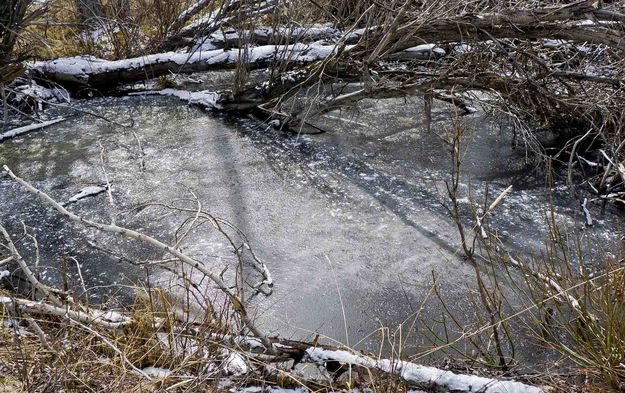 Small Frozen Pool. Photo by Dave Bell.