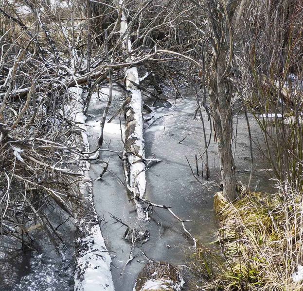 Frozen Thicket. Photo by Dave Bell.