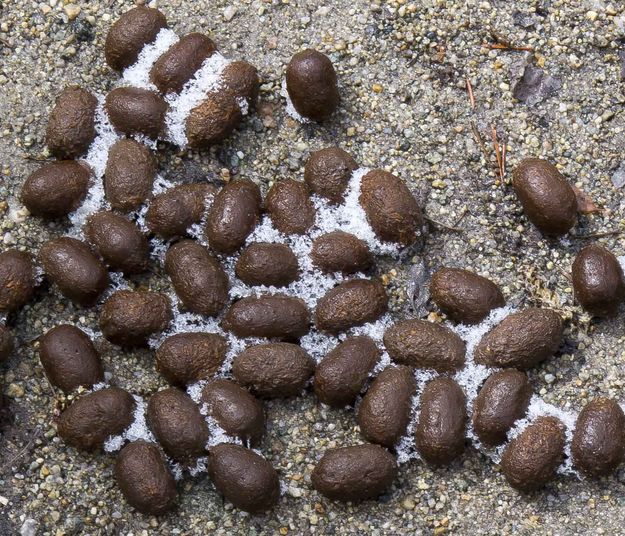 Frozen Cocoa Puffs. Photo by Dave Bell.