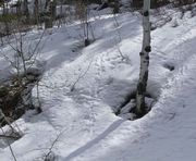 Bunny Tracks. Photo by Dave Bell.