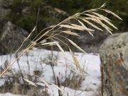 Last Fall's Grasses. Photo by Dave Bell.