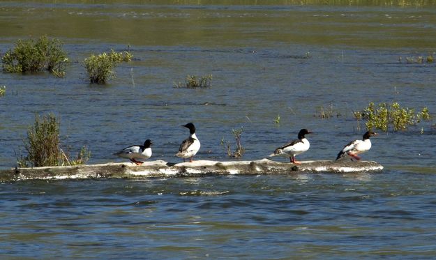 Natural Raft. Photo by Dave Bell.