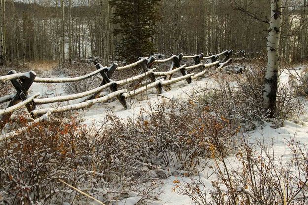 Buck Rail Fence Line. Photo by Dave Bell.