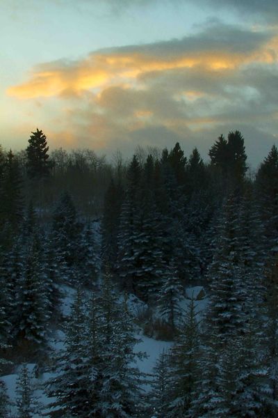 Snowy Forest. Photo by Dave Bell.