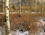 Colorful Winter Scene. Photo by Dave Bell.