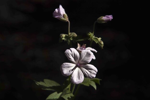 Wild Rose. Photo by Dave Bell.