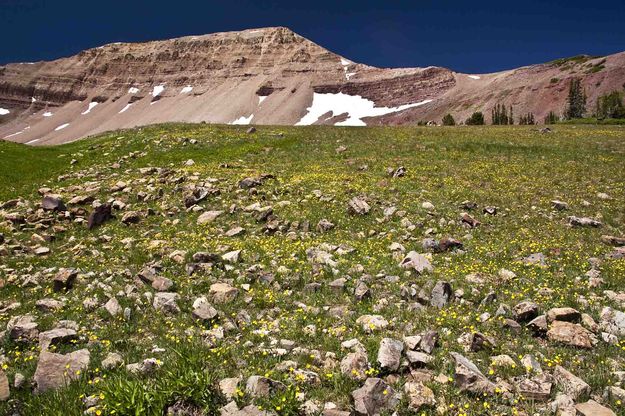 Mt. Coffin And Yellow Flowers. Photo by Dave Bell.