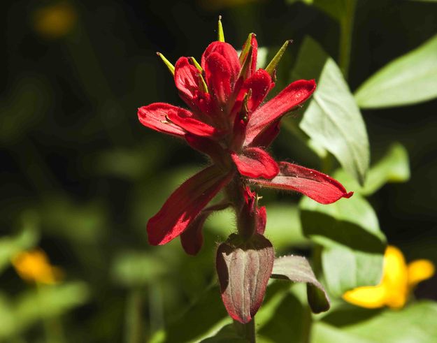 Indian Paintbrush. Photo by Dave Bell.