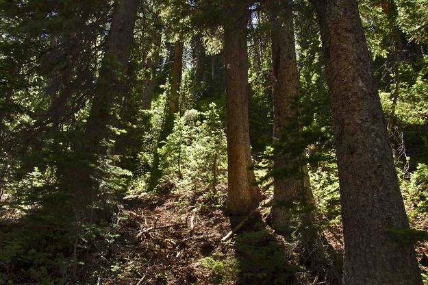 Deep Forest Light. Photo by Dave Bell.