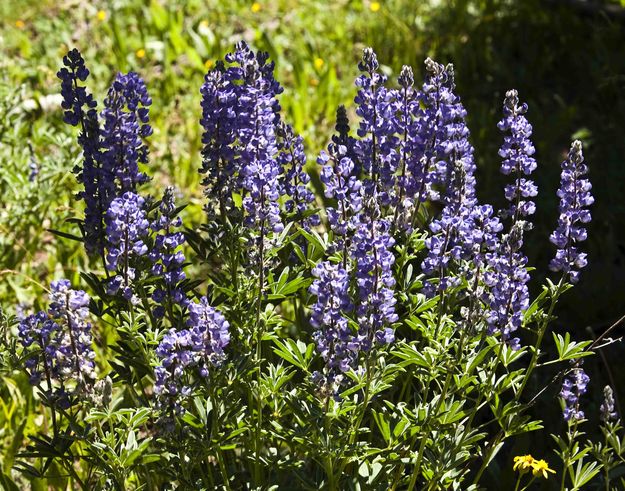 Lupine. Photo by Dave Bell.