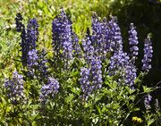 Lupine. Photo by Dave Bell.