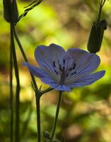 Wildflower. Photo by Dave Bell.