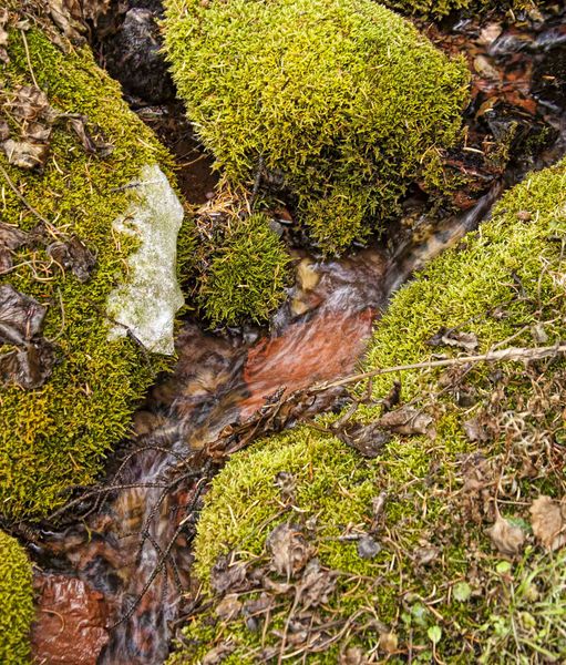 Frozen Green. Photo by Dave Bell.