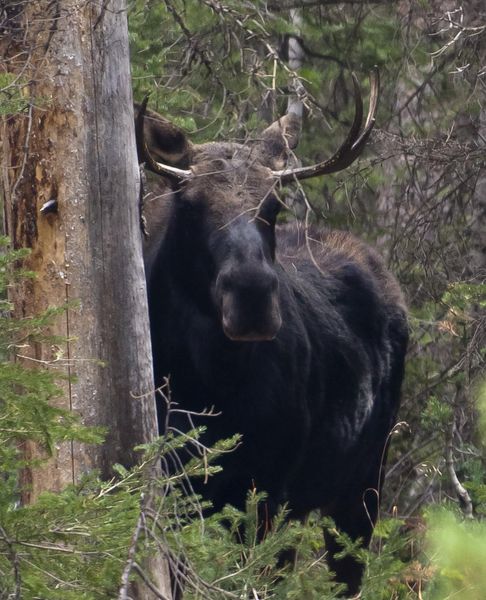 Moose Hide-N-Seek. Photo by Dave Bell.