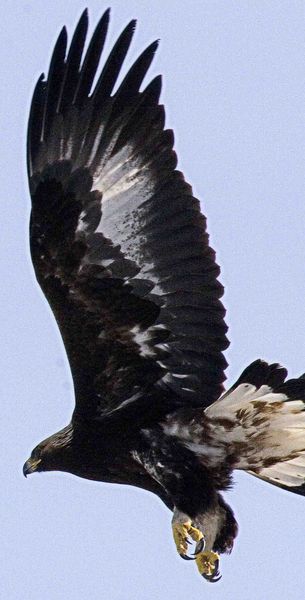 Golden Eagle--In Flight. Photo by Dave Bell.