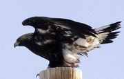 Golden Eagle Parked--Kinda Nervous. Photo by Dave Bell.