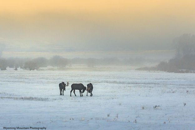 Horse Play...Er..Moose Play!. Photo by Dave Bell.