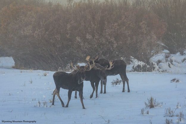 On To Me. Photo by Dave Bell.