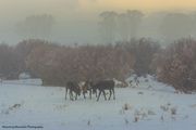 Moose Conference. Photo by Dave Bell.