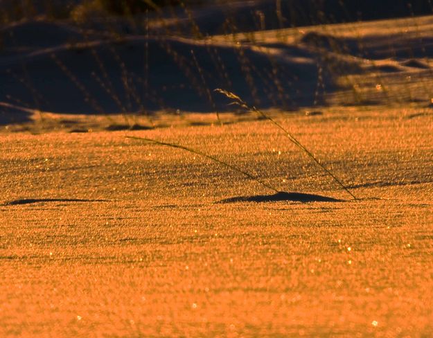 Snow Grasses. Photo by Dave Bell.