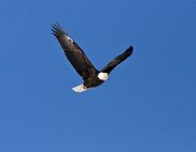 Bald Eagle In Flight. Photo by Dave Bell.