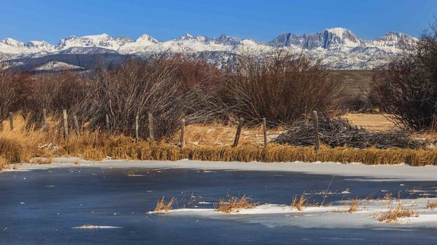 Frozen. Photo by Dave Bell.