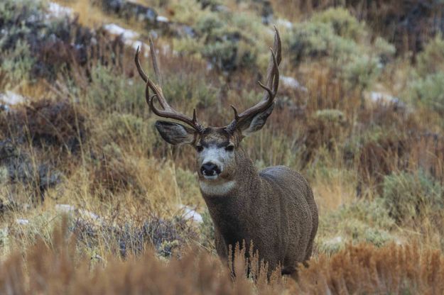 Nice Buck. Photo by Dave Bell.