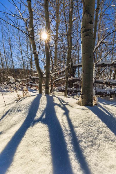 Shadows. Photo by Dave Bell.