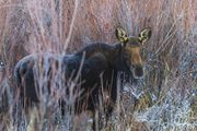 Horse Creek Moose. Photo by Dave Bell.