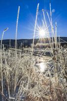 Cold Frosty Grasses. Photo by Dave Bell.