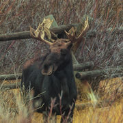 Duck Creek Resident Bull Moose. Photo by Dave Bell.