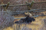 Duck Creek Bull Moose. Photo by Dave Bell.