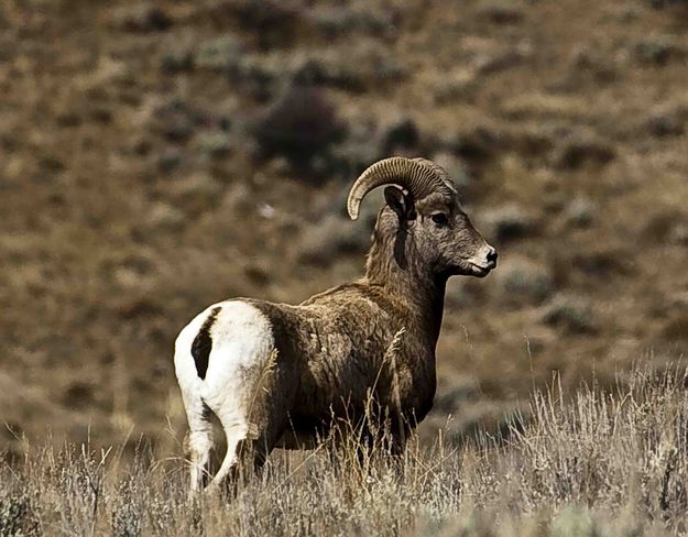 Nice Young Ram Near Stink Springs. Photo by Dave Bell.