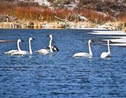 Swans Near Bondurant. Photo by Dave Bell.
