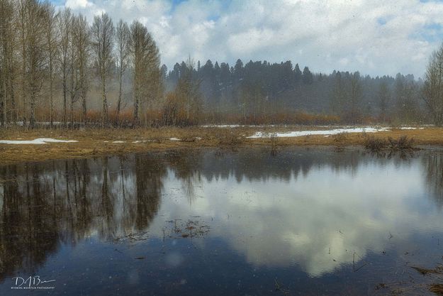 Pond Reflection. Photo by Dave Bell.