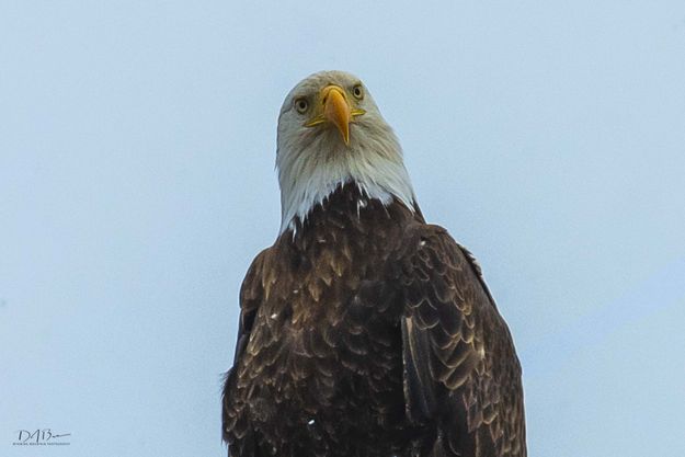 Eyes On Me.. Photo by Dave Bell.