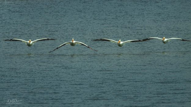 Four Abreast. Photo by Dave Bell.