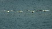 Four Abreast. Photo by Dave Bell.