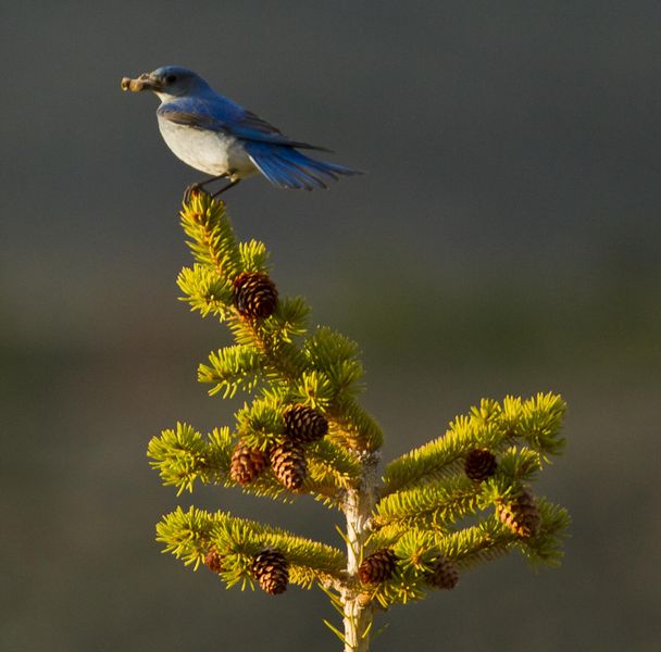 Now Thats A Meal. Photo by Dave Bell.