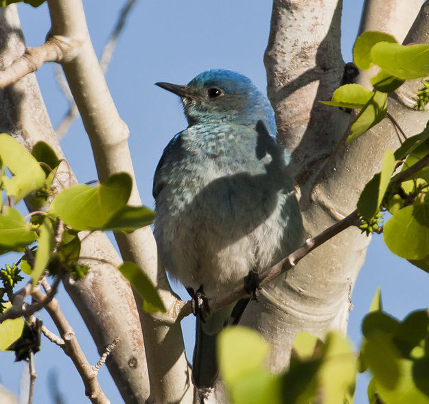 Enjoying The Sun. Photo by Dave Bell.