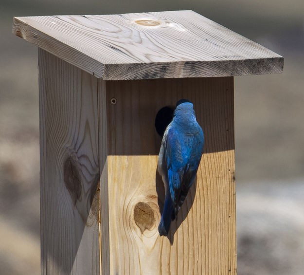 Supervising. Photo by Dave Bell.