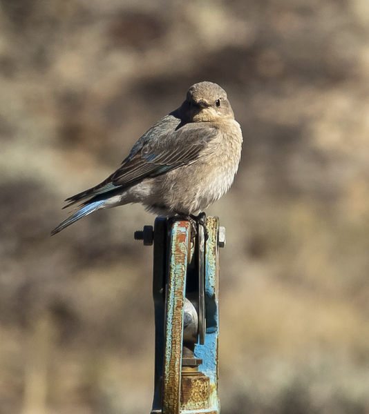 Momma Bluebird. Photo by Dave Bell.