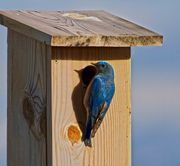 Mountain Bluebird. Photo by Dave Bell.