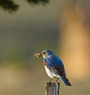 Ready For Dinner. Photo by Dave Bell.